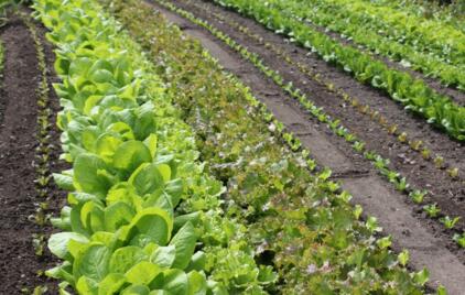 啥是黄泥土 5ac2e40fb8259.jpg