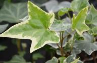 “常绿藤本植物”常春藤怎么养长得快？养殖方法和注意事项有哪些？