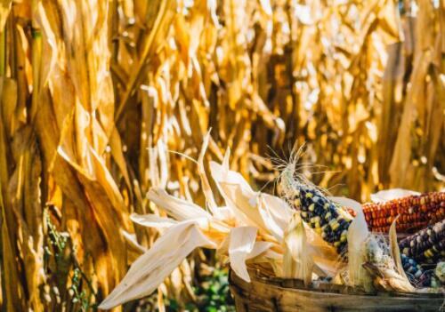2018年抚松县种植业结构调整安排：调减玉米、大豆等主要粮食作物3万亩