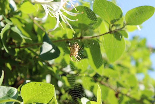 轻如棉花打一动物_一亩棉花能收入多少钱(2)