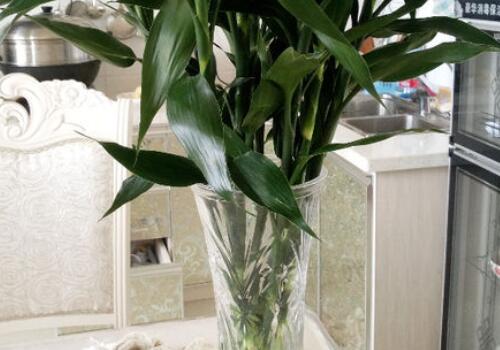 富贵竹几支寓意 5ae2d6ca4e5d8.jpg