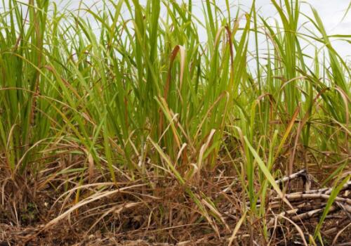 《 罗城仫佬族自治县糖料蔗生产保护区划定工作方案 》的通知