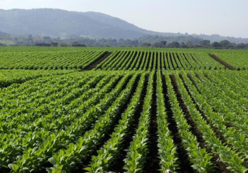 南丹县2018年烟叶生产工作方案：每座烤房补贴1.7万元，种烟土地流转补贴每亩100元