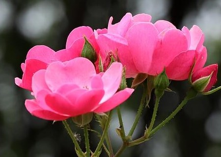 蔓藤蔷薇种子种植方法有哪些 玫瑰 月季 蔷薇有什么区别 蔷薇的花语