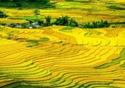 《凤山县脱贫攻坚特色产业富民行动特色富硒优质水稻种植方案》的通知