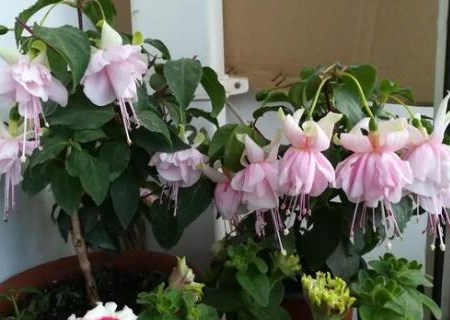 灯笼花大全100种 5afbff4ad27fd.jpg