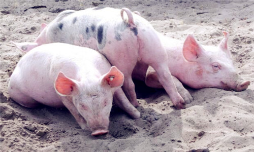 现在生猪多少钱一公斤 5afe33c6c8521.jpg