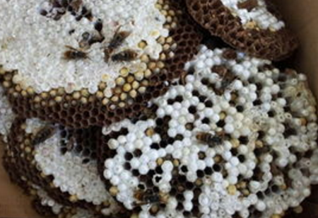 马蜂窝有什么作用与功效 5afe9db2c4013.png