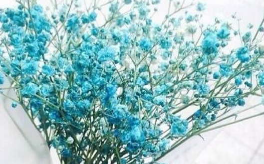 蓝色的花有哪些适合送给女生 5b07bb48c338b.png