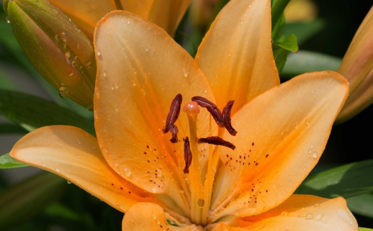 百合的种植方法和图片 5b149457620da.png