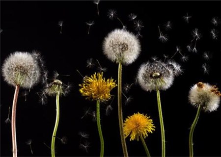 花鲢_花鲢每亩收入多少钱