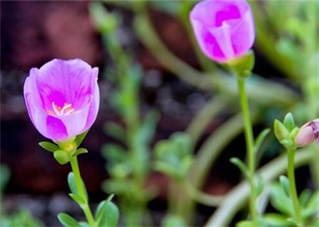 花鲢_花鲢每亩收入多少钱