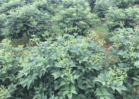 花鲢_花鲢每亩收入多少钱