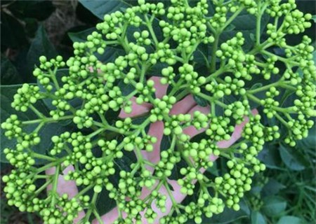 花鲢_花鲢每亩收入多少钱