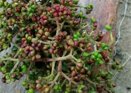 花鲢_花鲢每亩收入多少钱