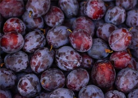 花鲢_花鲢每亩收入多少钱