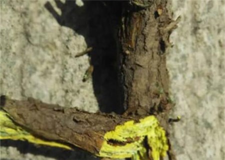 花鲢_花鲢每亩收入多少钱