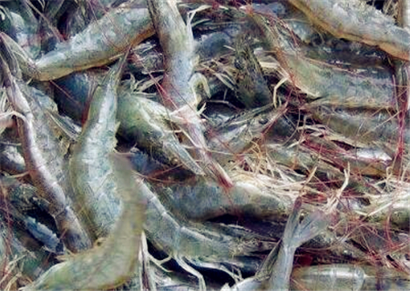 花鲢_花鲢每亩收入多少钱(2)