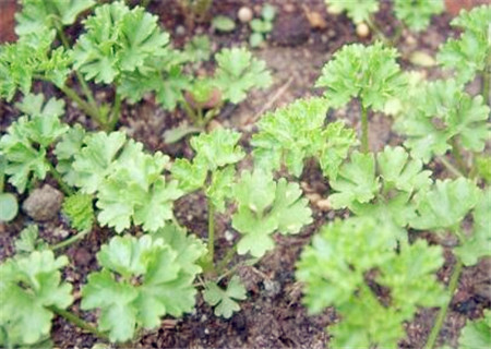 5b2084ff7cbd8.jpg