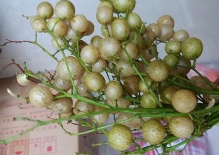 黄皮是啥 5b235993f0371.jpg