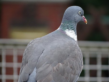 5b2a22c151fa2.jpg