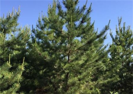 5b308f7c2ab34.jpg