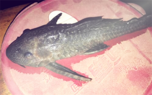 鱼多大才能吃 5b35f72d23260.jpg