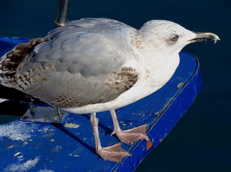 为什么有人喜欢养鸽子 5b62b7900b118.jpg