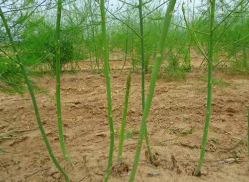 从选对地到养好根:老把式唠唠芦笋怎样种植技术那点实在事儿-第2张图片-正海烽科技 - 领先的只能推广行业,智能制造解决方案提供商 从选对地到养好根:老把式唠唠芦笋怎样种植技术那点实在事儿-第2张图片-正海烽科技 - 领先的只能推广行业,智能制造解决方案提供商