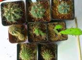 仙人球怎么用种子繁殖？有哪些播种方法？出苗后如何管理？