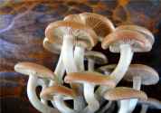 “斑玉蕈”海鲜菇搭配禁忌有哪些？不能和哪些食物一起吃？（附种植技术）