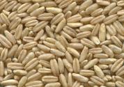 燕麦的功效与作用有哪些？是粗粮吗？和大麦小麦有什么区别？