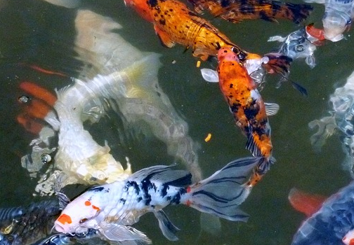5b98ab18c8798.png