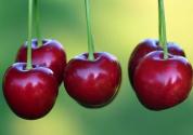 樱桃的功效与作用禁忌有哪些？是什么季节的水果？是樱花的果实吗？