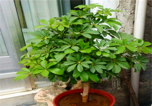 发财树浇水方法注意事项 5b98d1358cb27.jpg
