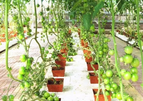 什么土适合种植西红柿 5b9fcd46c1051.jpg