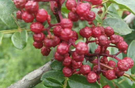 5bb083b2486e9.jpg