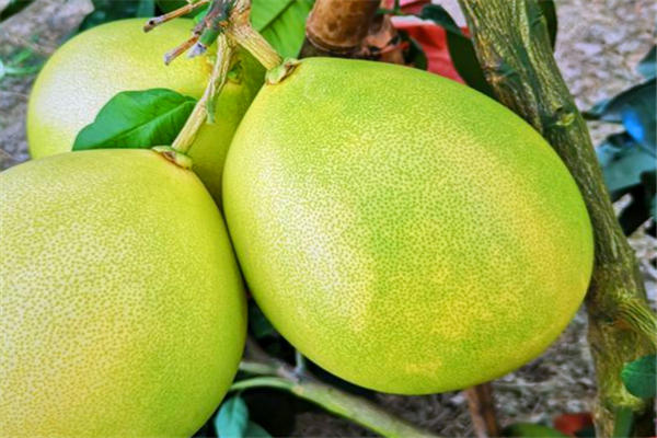 啥时候开始吃柚子 5bbeff4ed215e.png