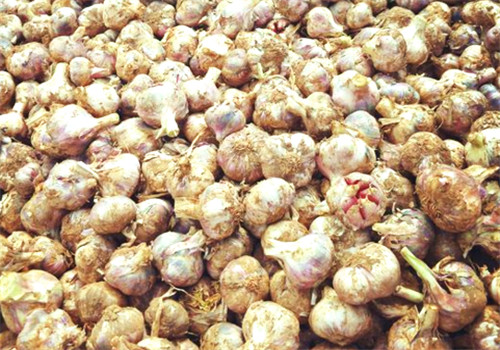 怎么选大蒜种子 5bc36bfdc4cb6.jpg