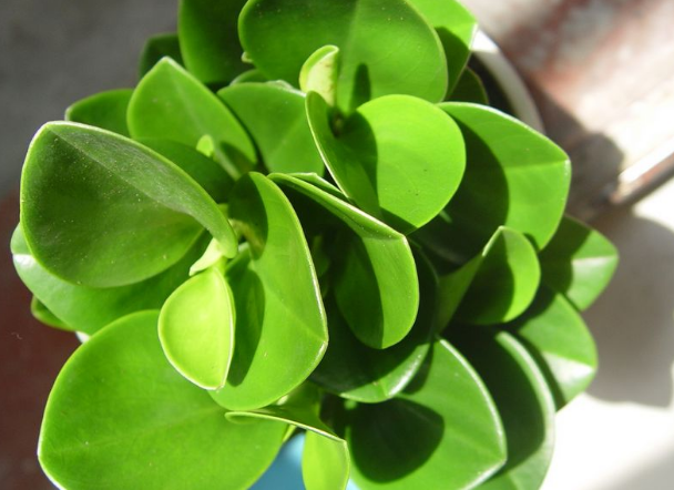 盆栽花卉怎么养才能更旺盛 5bc97bf03ac01.png