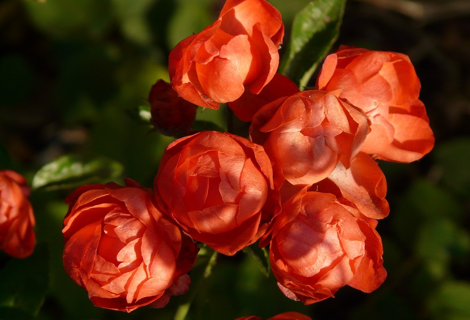 蔷薇和月季区别图解 5bcfebcd09bed.png