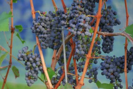 盆栽葡萄养根方法 5bd7ec10e960f.jpg