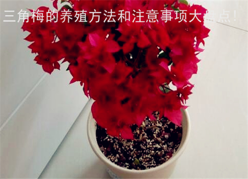 5bd7f17264c4e.jpg