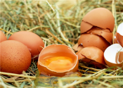 鸡蛋价格11月下旬或将升高，专家分析主要受气温与供求关系影响