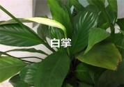 土培和水培的白掌烂根怎么办？