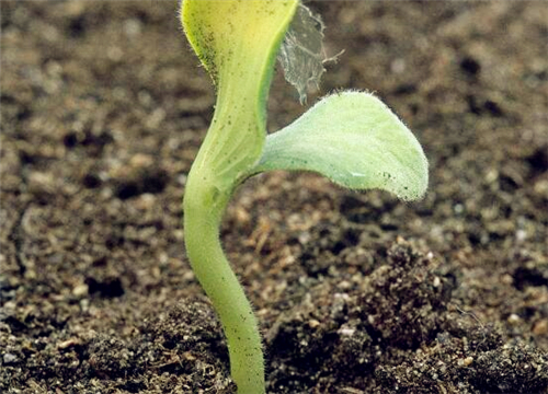 啥时候可以种豌豆 5bebdeb988e0e.jpg