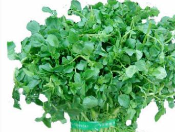 怎么种西洋菜最好 5bf41ff9837f5.jpg