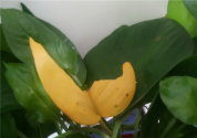 “吸附甲醛的植物”绿萝叶子发黄怎么办？