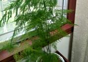 “天门冬科攀援植物”文竹怎么养？和云竹有三点区别！