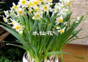 “石蒜科植物”水仙花怎么养？不开花怎么办？